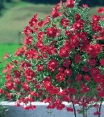 Петуния каскадная (ампельная) Дип ред